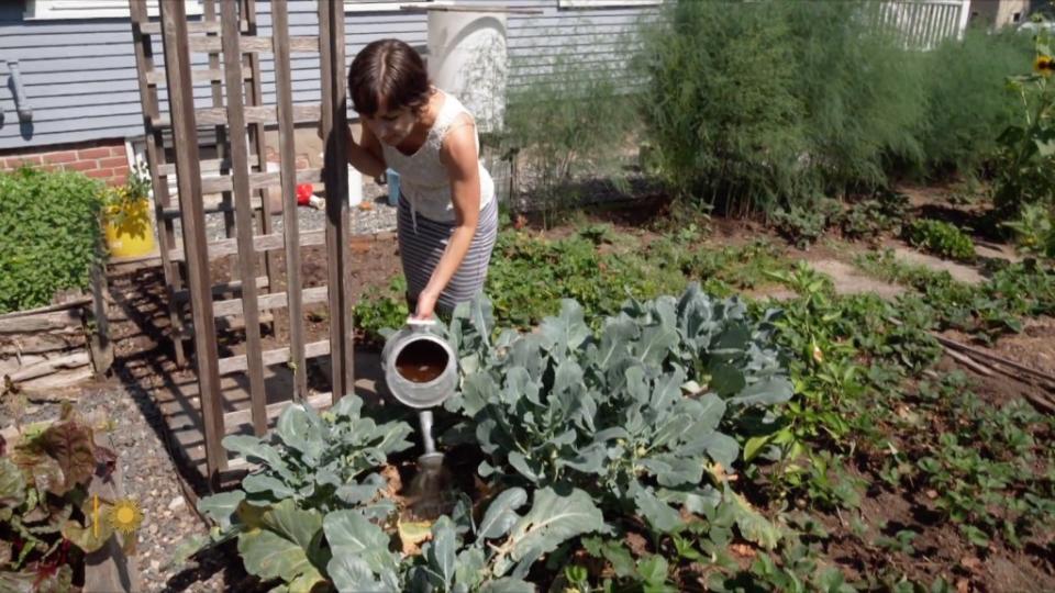 Gardening wiz Lissa Schneckenburger collects and purs her family’s urine onto her Brattleboro, Vermont garden. CBS News