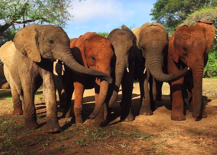 Zongoloni got through her loss with the help of other orphaned elephants (DSWT)