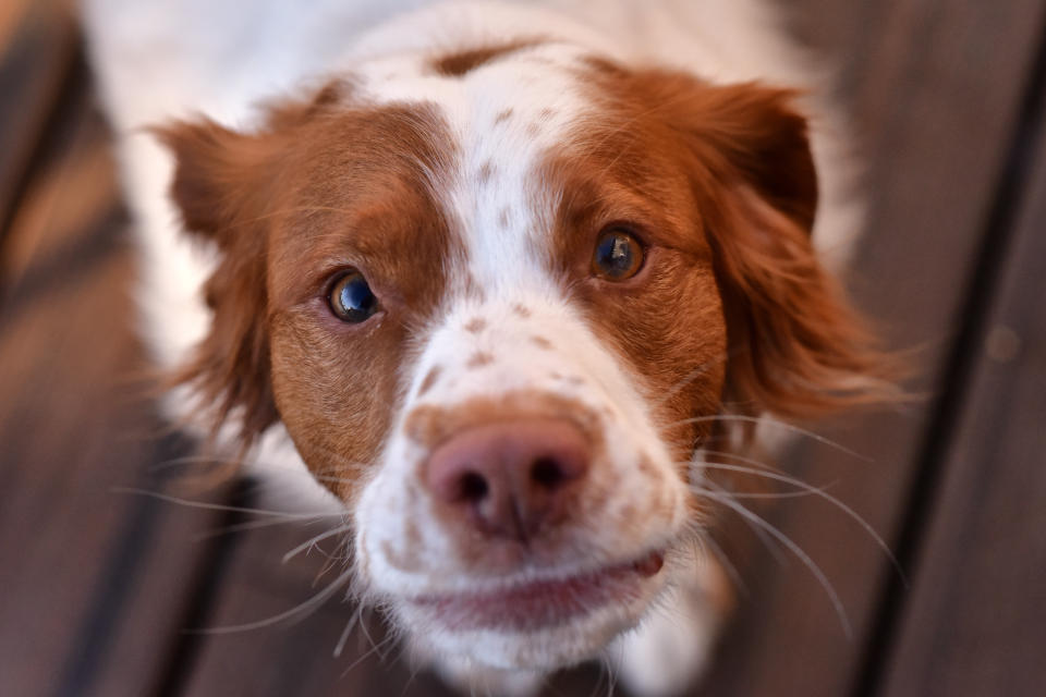 begging brittany spaniel