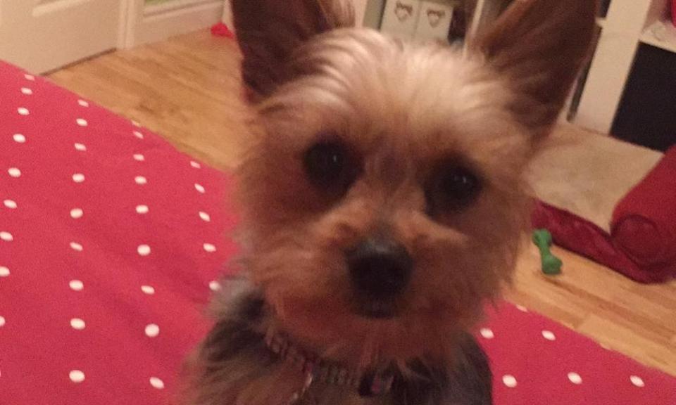 Swindon Advertiser: 'Sweetest dog' Lola