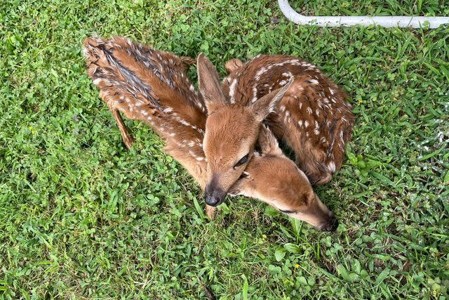 <p>Warren County Sheriffs Office/Facebook</p> The twin fawns were bottle fed milk following their dramatic birth.