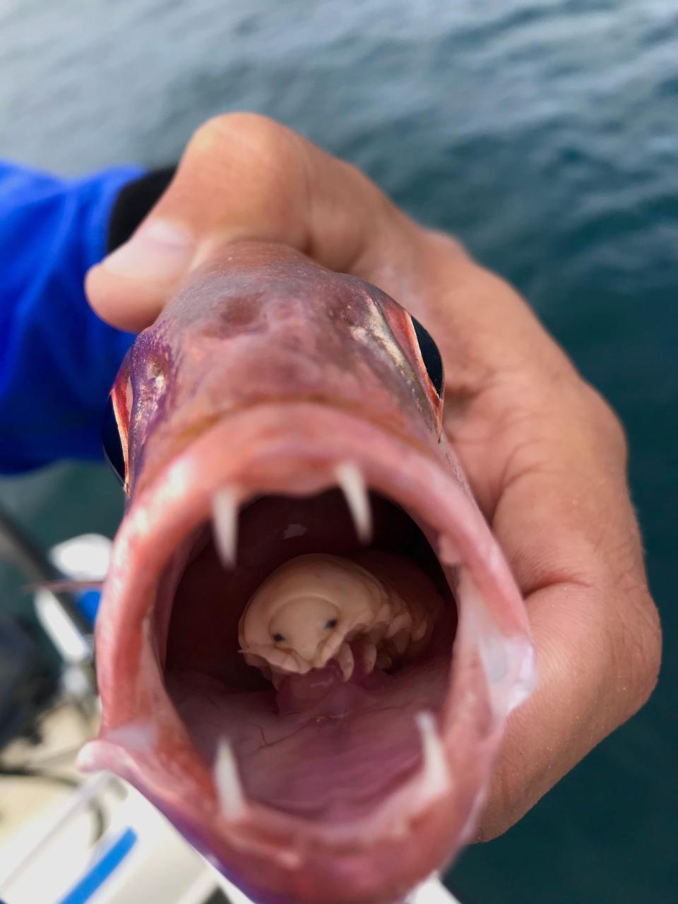 A large louse inside a fish's mouth where its tongue should be