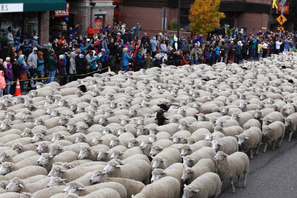 Trailing Of The Sheep Festival