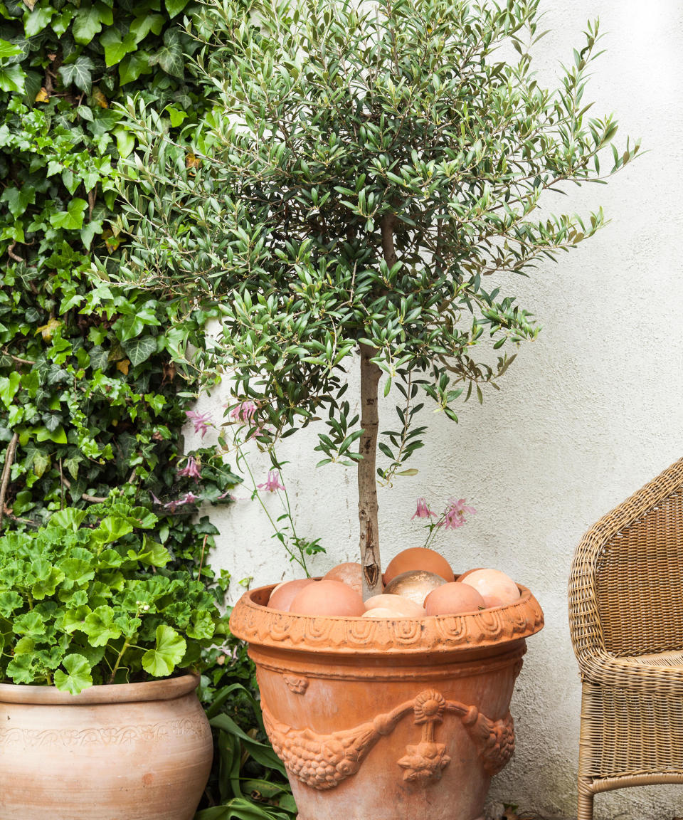 <p> <strong>Best for:</strong>&#xA0;timeless Mediterranean style </p> <p> <strong>Hardiness:&#xA0;</strong>USDA 9-11 (UK H10/11) </p> <p> <strong>Height:</strong>&#xA0;25-30ft (7-9m); less if pot grown </p> <p> <strong>Spread:</strong>&#xA0;25-30ft (7-9m); less if pot grown </p> <p> Olive trees hail from the Mediterranean so they need warmer climes to thrive. Slow growing, their shimmery silver foliage adds a stylishly subtle backdrop to a muted palette of purple and white flowers.&#xA0; </p> <p> They are one of the&#xA0;best trees to grow in pots, but you will need to water them weekly in hot dry spells and give them a fortnightly feed in spring with a granular fertilizer.&#xA0; </p> <p> If temperatures drop to below 10.4&#x2DA;F (-12&#x2DA;C) for long periods in your region or state, the olive tree will need to be over-wintered inside, but as it&apos;s one of the&#xA0;best indoor trees&#xA0;it will make a striking addition to your interior during the cooler months.&#xA0; </p> <p> In sheltered sites, when it&#x2019;s likely to drop below 14&#x2DA;F (-10&#x2DA;C), a temporary horticultural fleece coat should be enough to prevent permanent damage. </p>