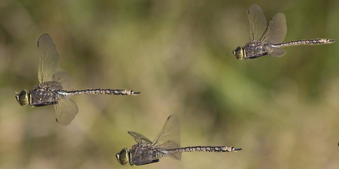 dragonfly swarm dragonflies insects bugs