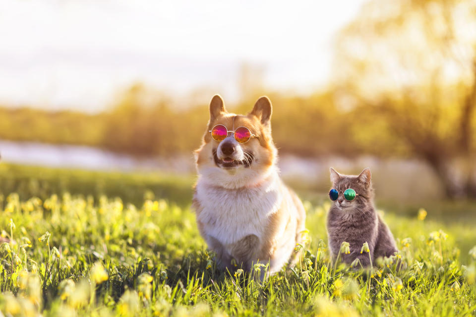 a dog and a cat wearing sunglasses