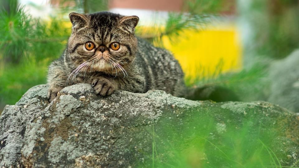 Exotic shorthair