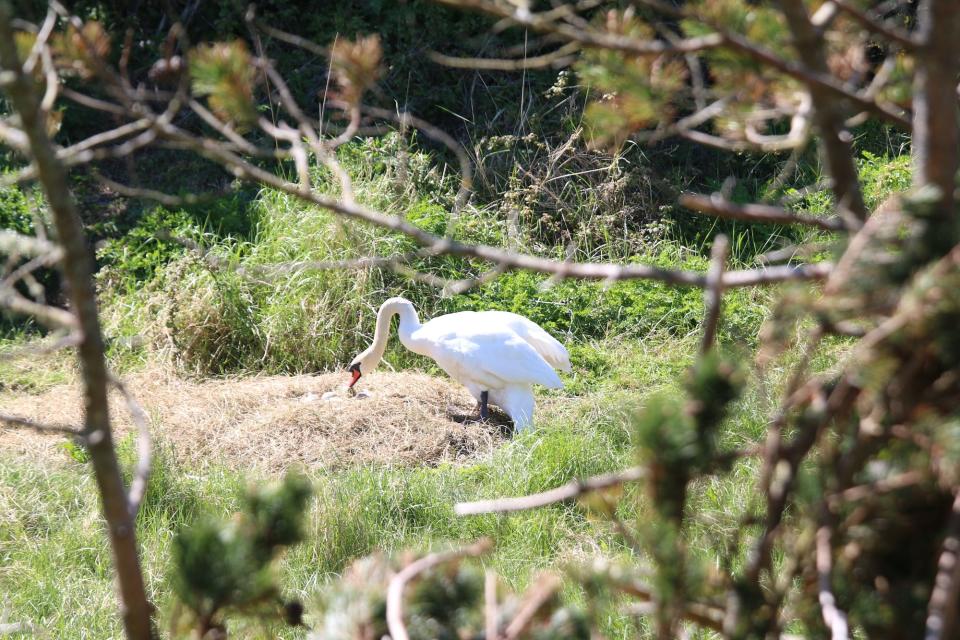 Swan at Inis Saimer Island