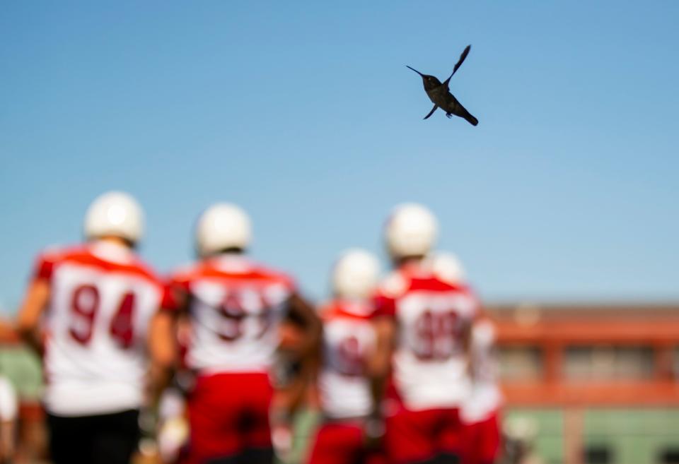 A hummingbird flies next to Arizona Cardinals players on the practice field during minicamp practice at the Dignity Health Arizona Cardinals Training Center June 8, 2021 in Tempe, Arizona.