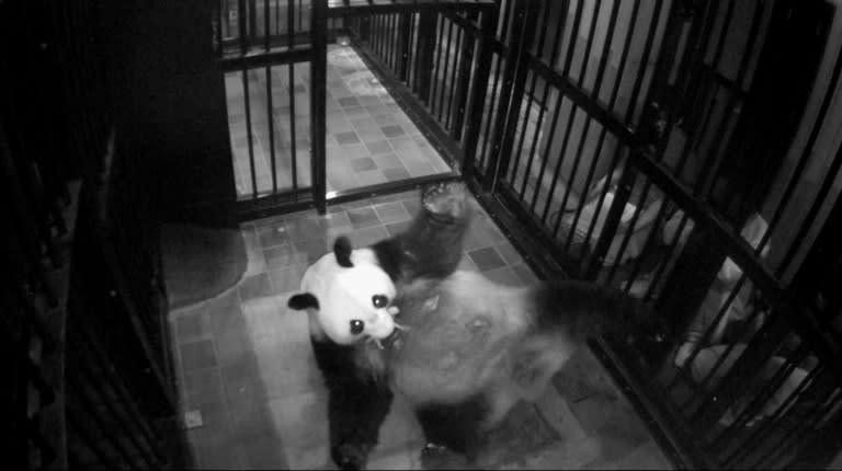 Pandacam: Photos taken inside her cage show Shin Shin cradling her newborn. The pink, hairless baby is held in her mouth