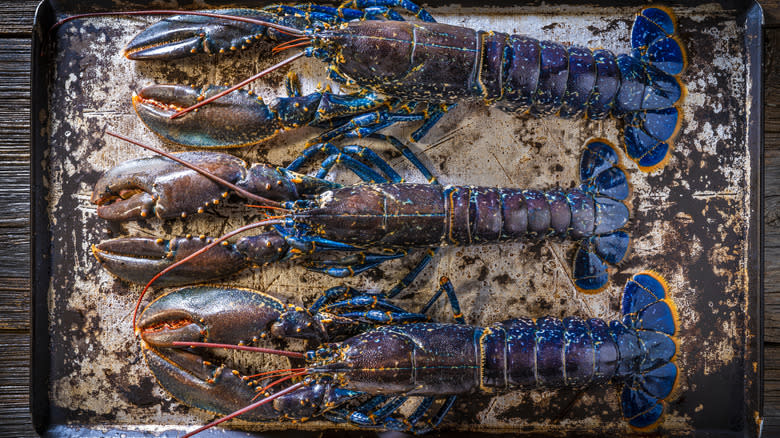 blue lobsters on the tray