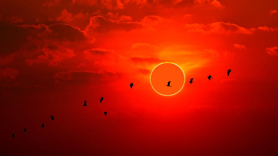 an annular solar eclipse at sunset with a blood red sky and a flock of birds are silhouetted as they fly across the scene in the foreground.