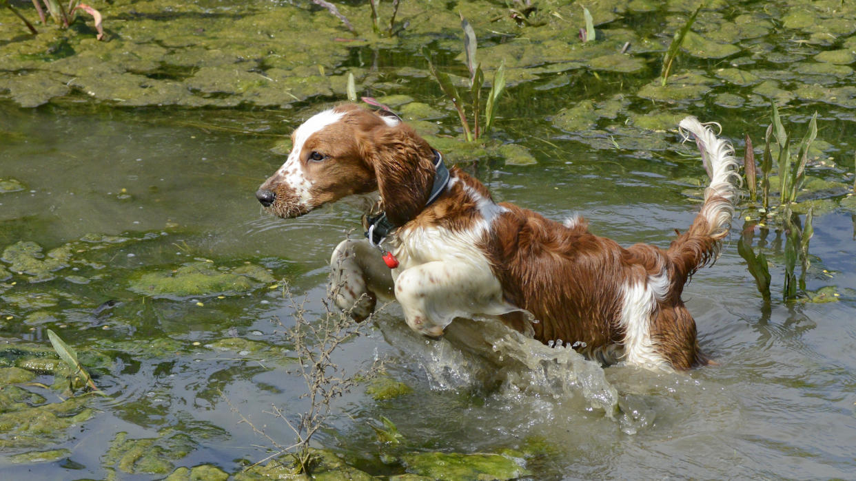 Welsh springer spaniel puppy playing in a stream