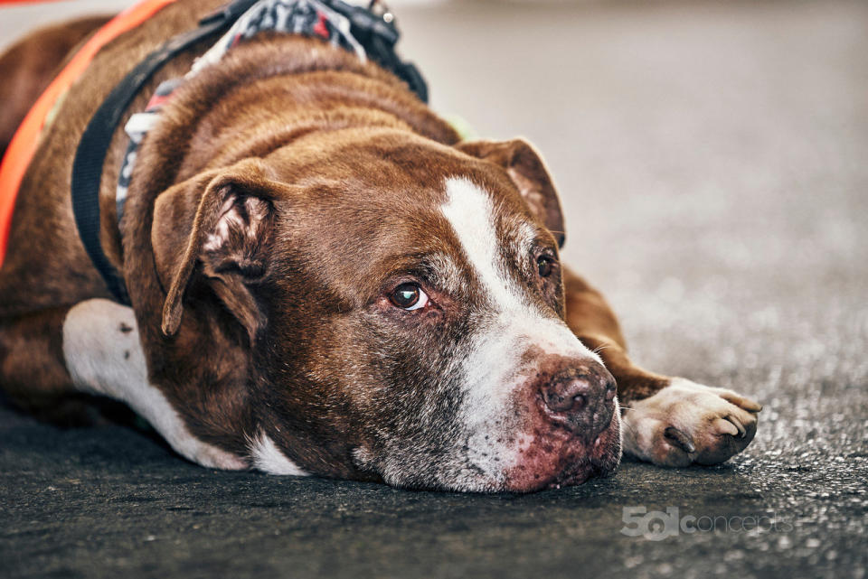 Knucky is an older gentleman who lost his owner, and is now looking for a calm&nbsp;home where he'll be the only pet.&nbsp;<br /><br />Here is <a href="http://www.adoptapet.com/pet/11186141-nashville-tennessee-american-pit-bull-terrier-mix">Knucky's adoption listing</a>. Find out more from <a href="https://www.facebook.com/NashvillePitBulls">Nashville Pittie</a>.