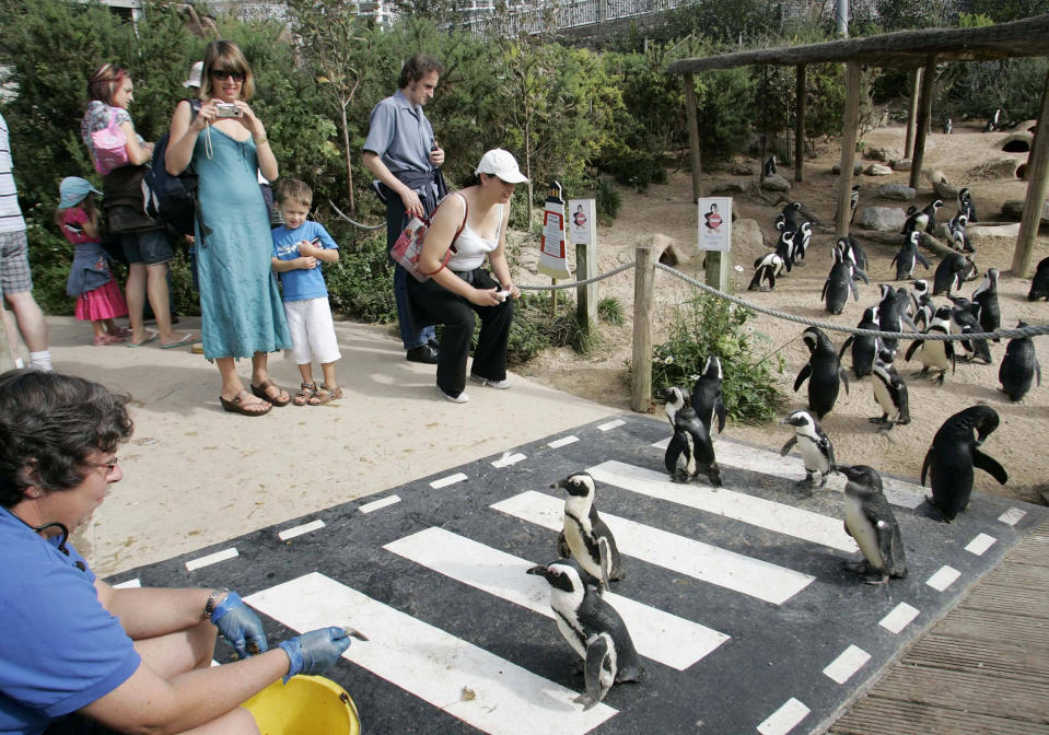 Visitors interact with the animals in the penguin enclosure at the Living Coasts. (SWNS)