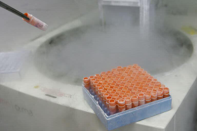 Un investigador científico manipula células madre embrionarias congeladas en un laboratorio