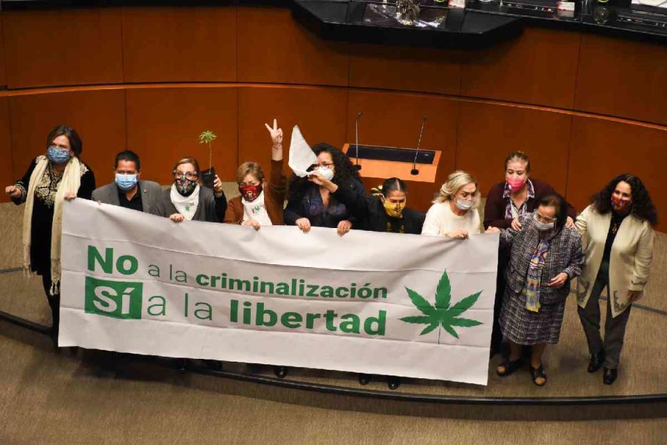 senado cannabis