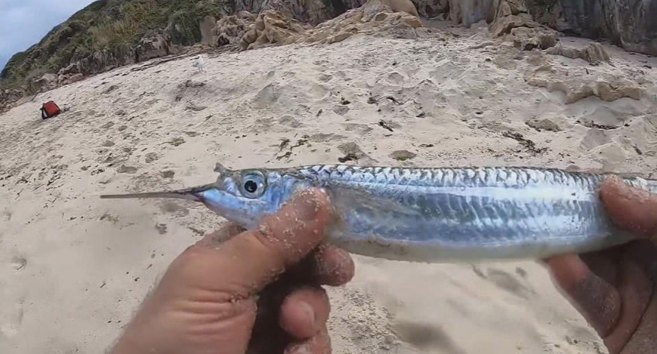 A photo of a garfish.