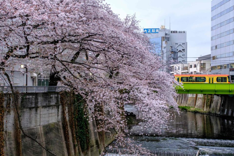 A Toden Arakawa Line tram, also known as Tokyo Sakura tram (R) travels on a bridge next to the blooming cherry blossoms, in Tokyo on March 31, 2022.