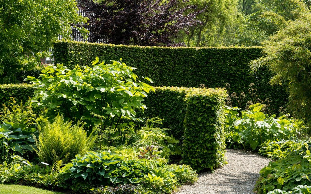 Hedges can be the best option for screening – and are wildlife-friendly too