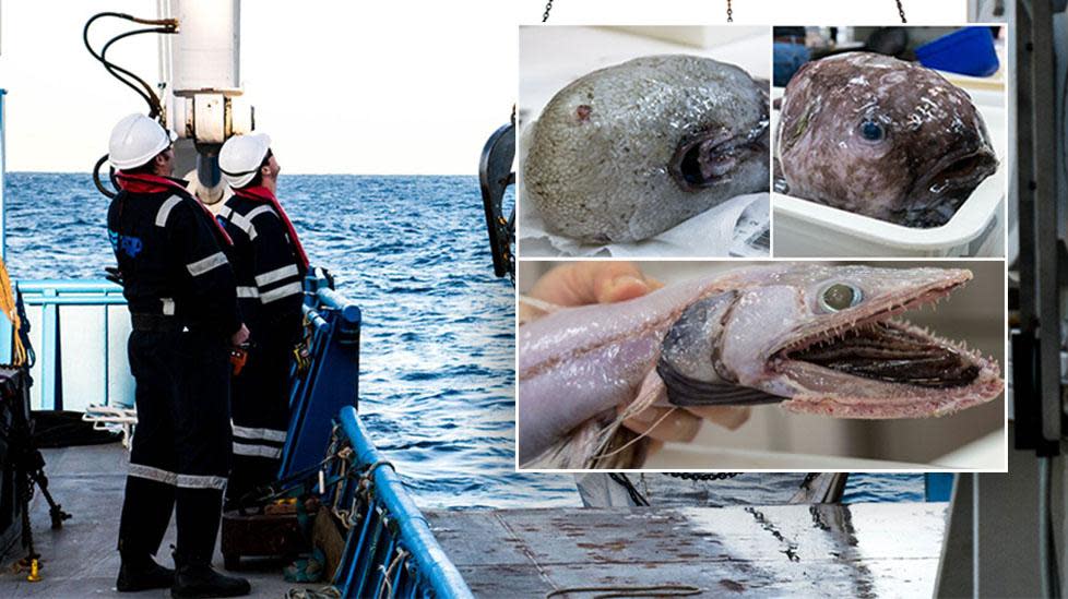 Cousin of ugliest fish hauled up from abyss - World 