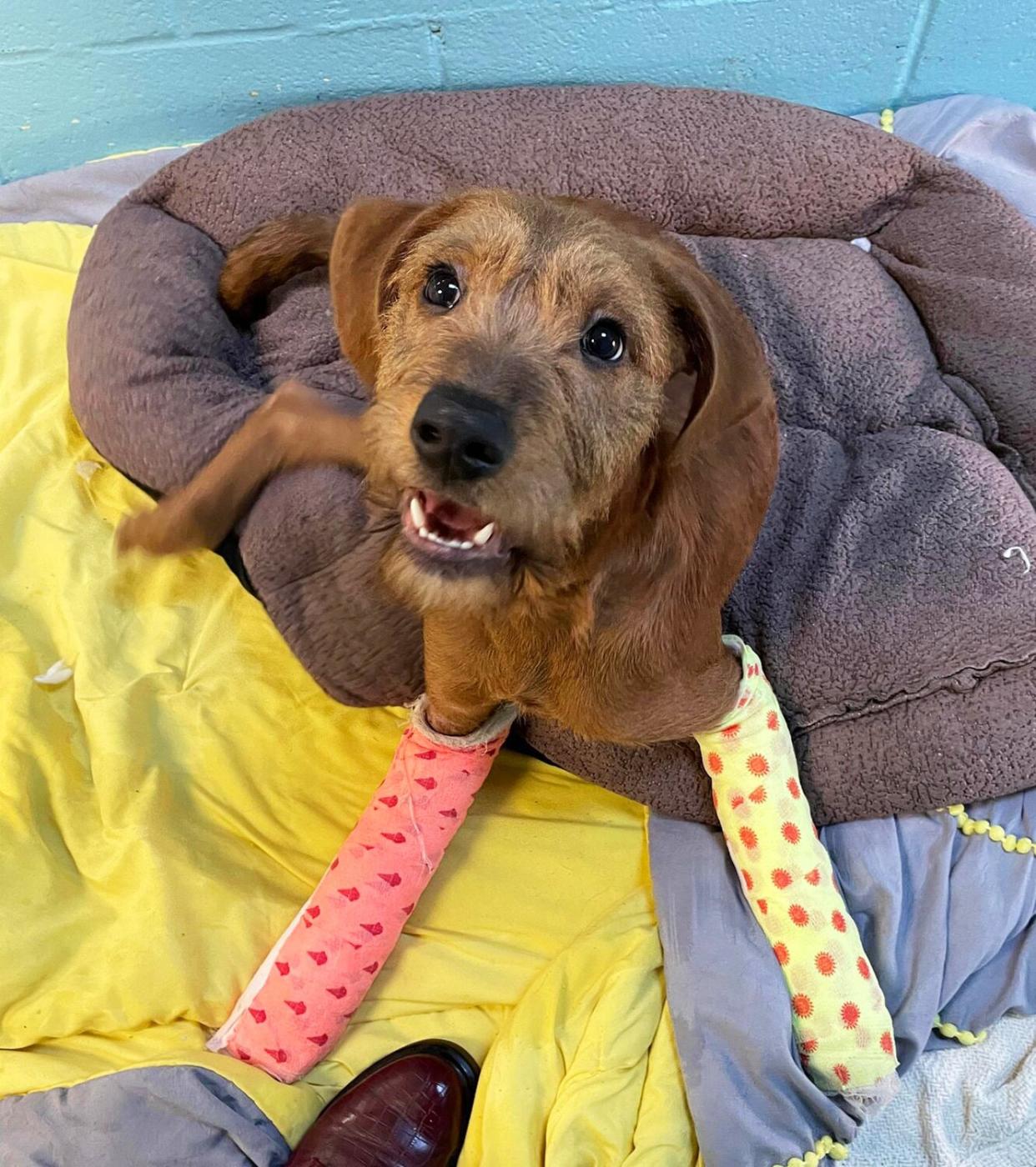 Kentucky pup with broken paws needs help