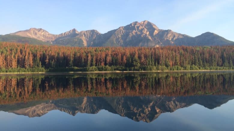 Mountain pine beetle turns Jasper forests red, raises fire concerns among residents