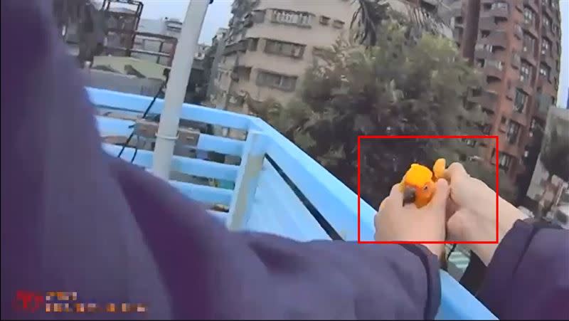 金太陽鸚鵡被警方抓住。（圖／翻攝畫面）