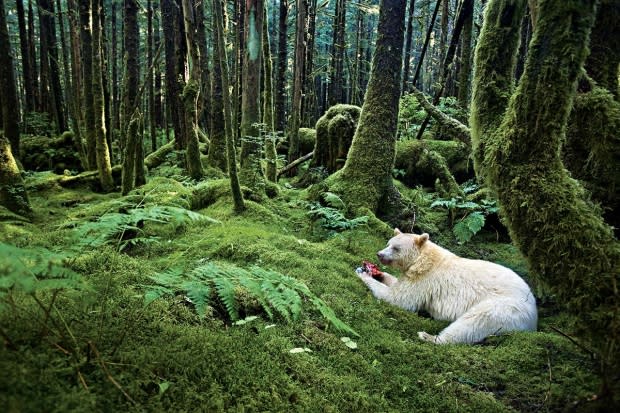 Paul Nicklen