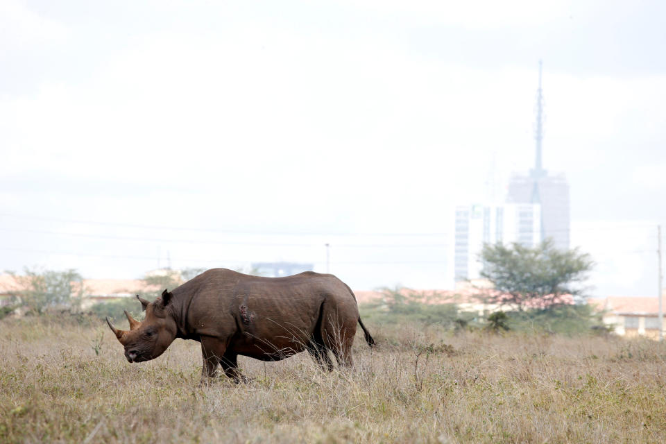 <p>Este rinoceronte negro se alimenta en el parque.<br><br>Foto: REUTERS/Baz Ratner </p>