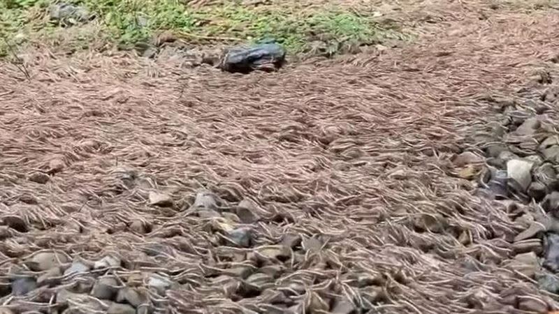  雪霸國家公園大鹿林道西線日前出現馬陸大軍遷徙的畫面。（圖／翻攝自我是頭份人）