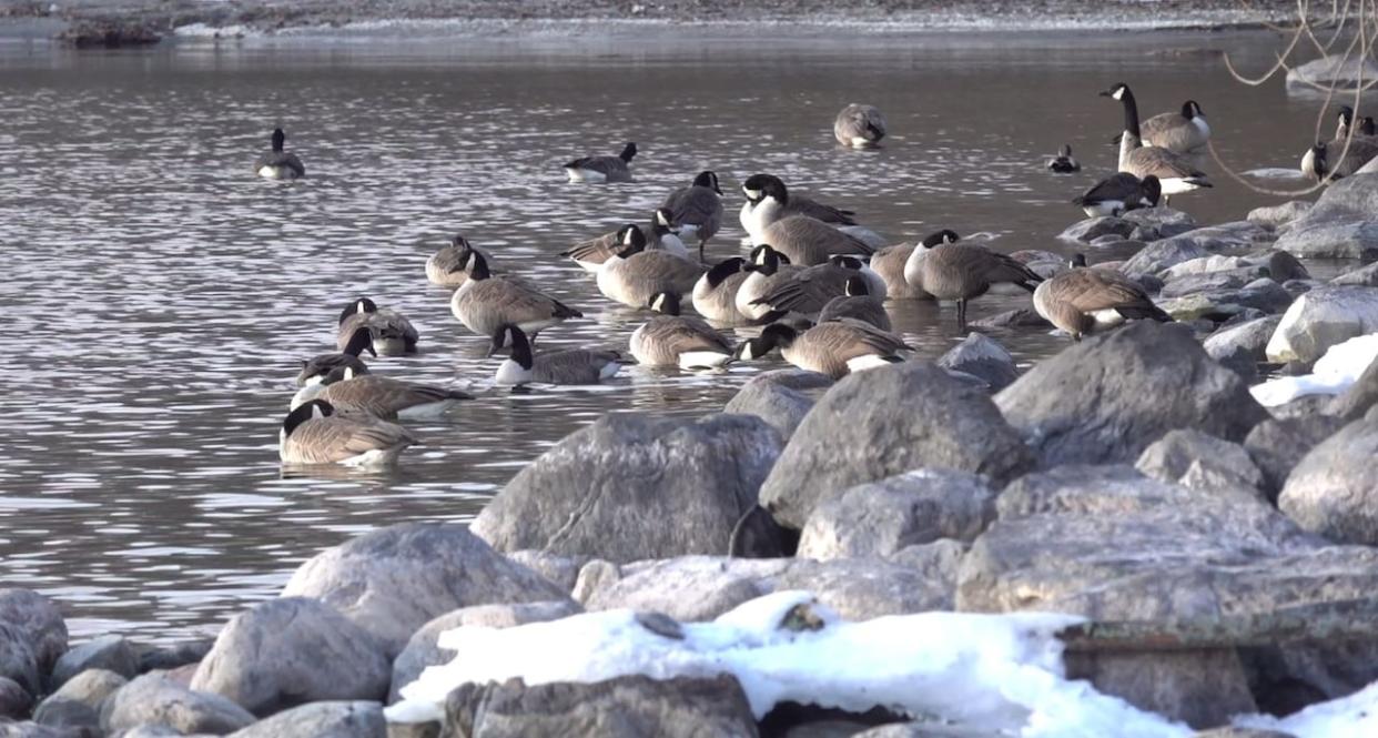 Canada geese are seen at Lake Ontario Park in Kingston, Ont., last Friday. Avian influenza has been confirmed in about 30 geese found dead there last week. (Dan Taekema/CBC - image credit)