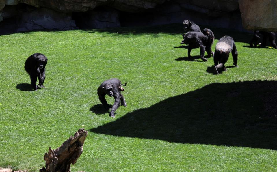 西班牙瓦倫西亞動物園中的黑猩猩媽媽娜塔莉亞，3個月來到哪兒都帶著死去孩子的遺體，不肯撒手。路透社