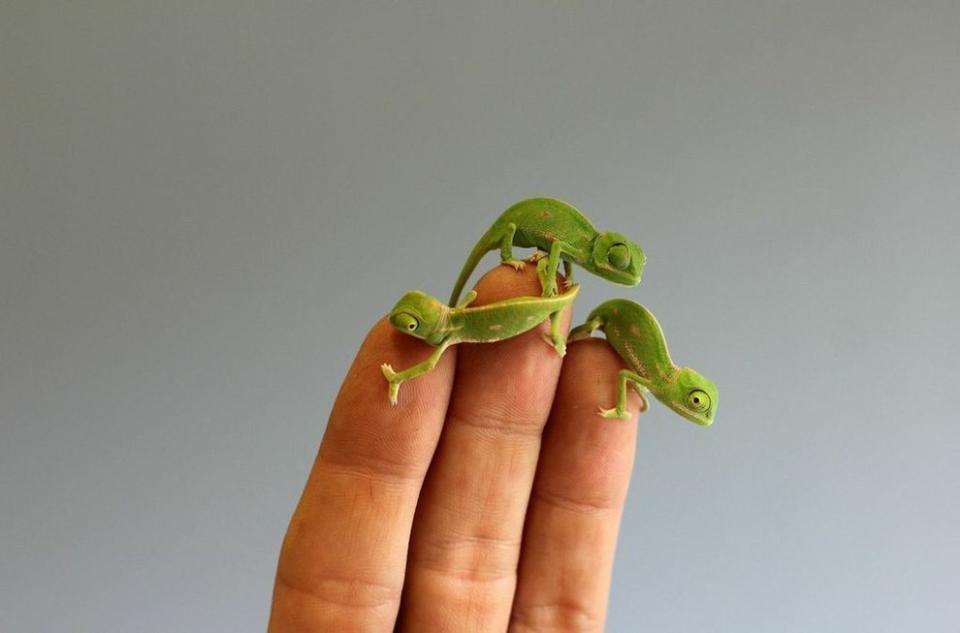 Three lizards crawl on a human's hands; each lizard is the same size as one of the human's fingertips