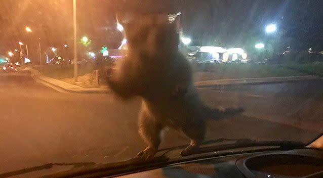 A Colorado police officer was shocked when a raccoon jumped onto his windshield. Photo: Facebook/ Colorado Springs Police Department