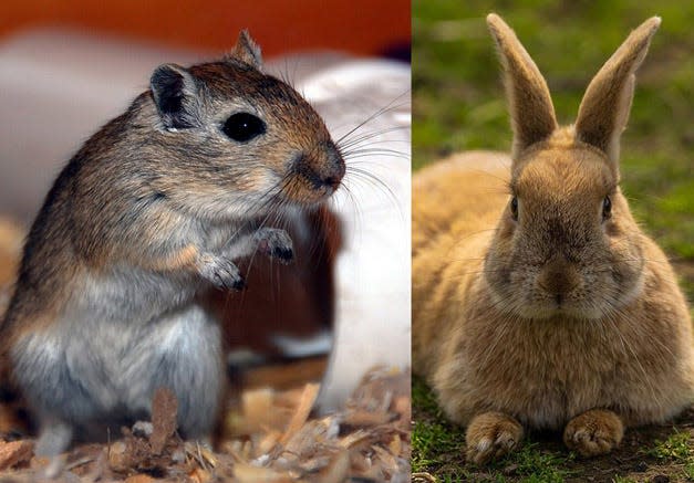 Pet owners should keep an eye out for mite infestations on small animals like gerbils and rabbits.