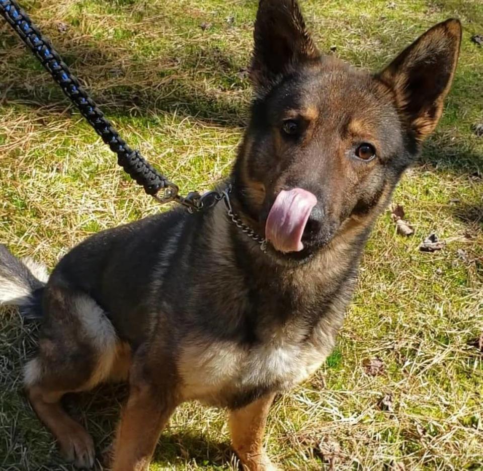 K-9 Officer Zuul was removed from his handler’s care after a video showed the officer lifting the dog in training by his leash, slamming him into the side of a patrol car and hitting him. The officer was recommended for termination and has since resigned.