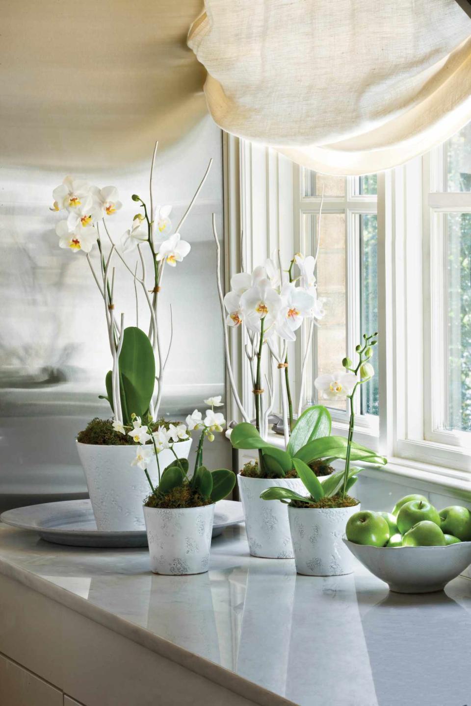 Ralph Anderson Group a collection of moth orchids in matching pots for maximum impact.