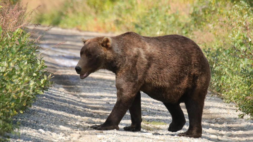 Otis. (Courtesy M. Whalen / NPS)