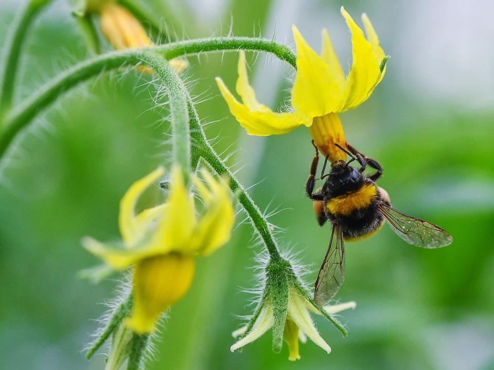 One theory suggests the specie can enter a state of suspended growth through reduce oxygen intake. File photo. (Getty Images)