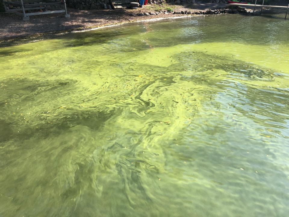 And the ugly: Algal blooms like this one in Gorham last fall are why efforts are being made to gather data, spot trends and learn more about water quality and the health of Canandaigua Lake.