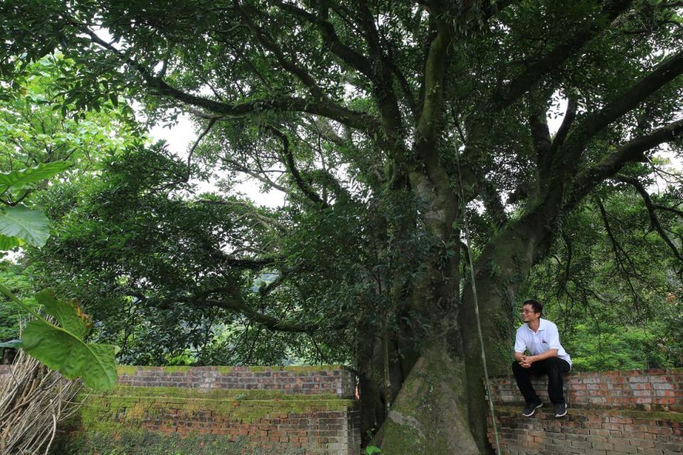 阿楠說，這棵九丁榕起碼有上百歲，板根包覆家園，守護這塊土地。