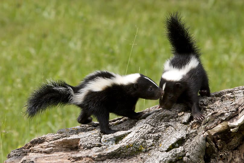 A surfeit of baby skunks.