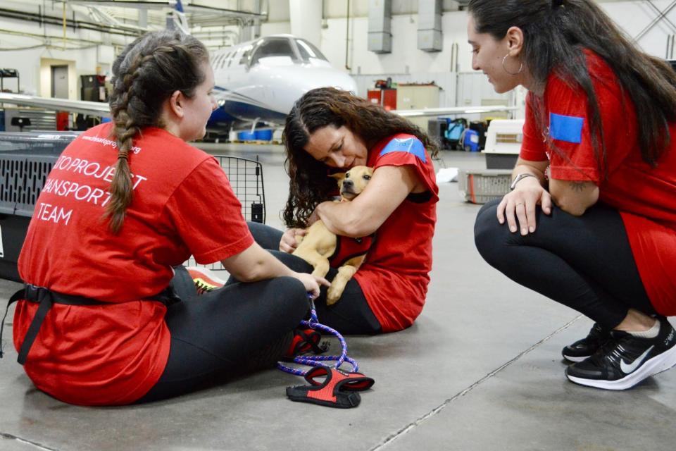 300 Rescue Pets Arrive in U.S. on Historic “Freedom Flights”. (Credit: The Sato Project)