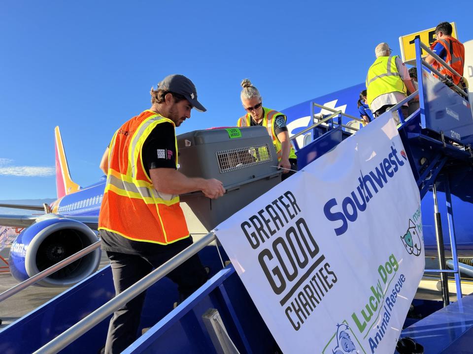 Maui shelter pets being transported to Portland, Oregon (Courtesy Greater Good Charities)