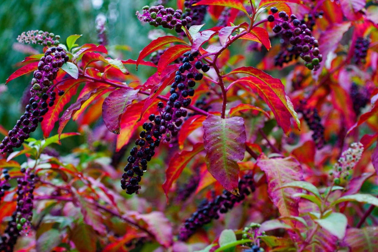 Pokeweed Berries on Pretty Red Foliage