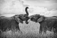 Two young male elephants greet each other with a brief moment of mock sparring in Kenya near the Masai Mara. They were from the same herd, obviously familiar with one another, and not mature enough to have been forced from the group. Teenagers. (Photo and caption Courtesy Edward Hilsmeyer / National Geographic Your Shot) <br> <br> <a href="http://ngm.nationalgeographic.com/your-shot/weekly-wrapper" rel="nofollow noopener" target="_blank" data-ylk="slk:Click here;elm:context_link;itc:0;sec:content-canvas" class="link ">Click here</a> for more photos from National Geographic Your Shot.