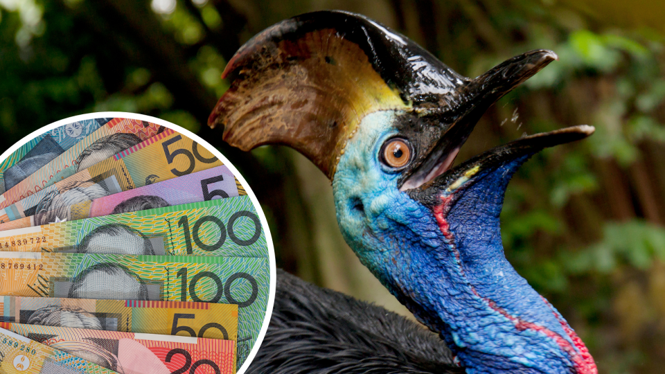 Australian currency fanned out and a Cassowary.