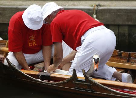 Swan Uppers bind a swan before inspecting it during the annual Swan Upping ceremony on the River Thames between Shepperton and Windsor in southern England July 14, 2014. REUTERS/Luke MacGregor