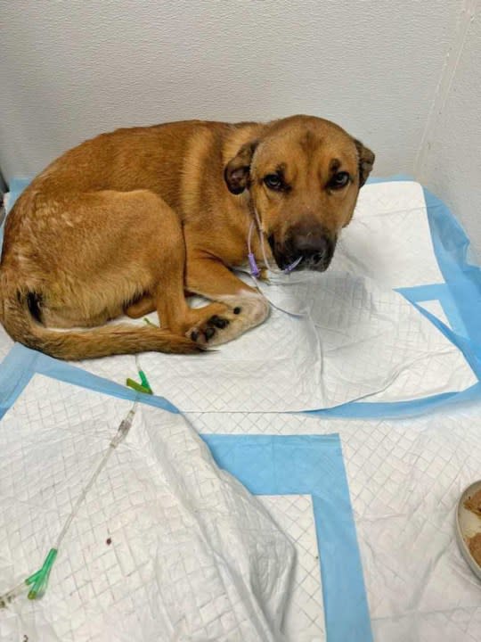 A photo of Oliver as he undergoes treatment for parvovirus. (Weber County Animal Services)
